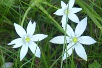 Ornithogalum