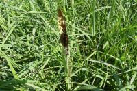 Carex acutiformis