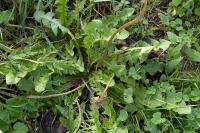Taraxacum
