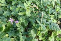 Erodium moschatum
