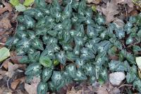 Cyclamen hederifolium