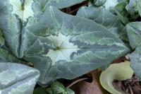 Cyclamen hederifolium