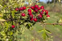 Crataegus monogyna