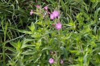 Epilobium hirsutum