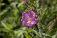 Epilobium hirsutum