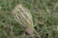 Daucus carota