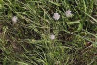 Scabiosa columbaria