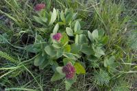 Hylotelephium telephium