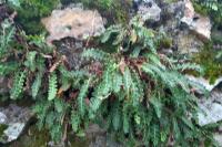 Asplenium ceterach