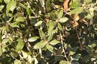 Quercus ilex