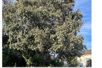 Quercus ilex