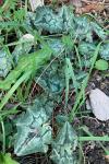 Cyclamen hederifolium