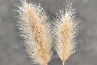 Polypogon monspeliensis