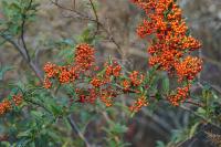Pyracantha coccinea