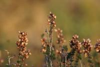 Erica cinerea