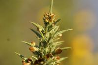 Ulex europaeus