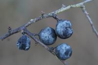 Prunus spinosa