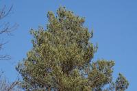 Pinus sylvestris