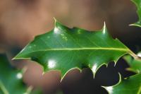 Ilex aquifolium