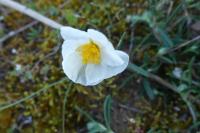 Helianthemum apenninum