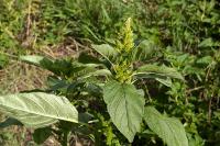 Amaranthus
