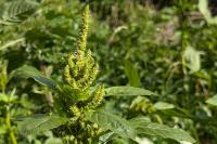Amaranthus