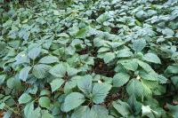 Parthenocissus inserta