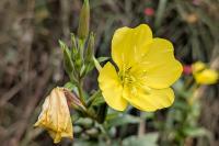 Oenothera