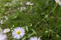 Erigeron annuus