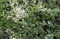 Fallopia baldschuanica