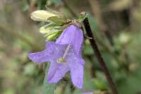 Campanula trachelium