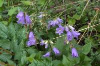 Campanula trachelium