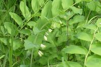 Polygonatum multiflorum