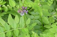 Vicia sepium