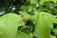Acer campestre