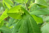 Euphorbia dulcis