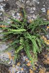 Asplenium trichomanes