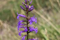 Lobelia urens
