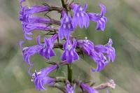 Lobelia urens