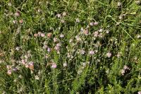 Erica tetralix