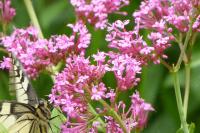 Centranthus ruber
