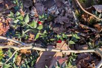 Ruscus aculeatus