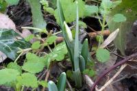 Galanthus nivalis