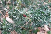 Ruscus aculeatus