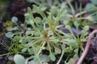 Saxifraga tridactylites