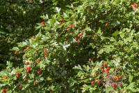 Crataegus monogyna