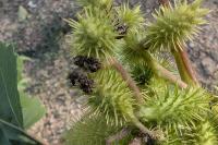 Xanthium orientale
