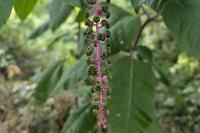 Phytolacca americana