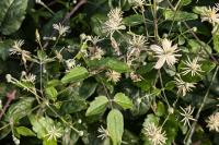 Clematis vitalba
