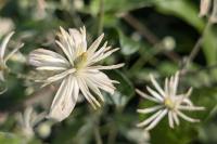 Clematis vitalba